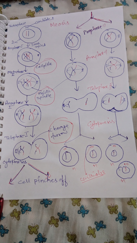 Interphase centiles Meosis Prophage 1 2n Prophase I & D ried Meiotic spindle 2 Anaphase & VN 99 000 Kicau pinches the 9309