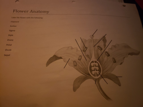 Flower Anatomy Labe the flower with the following: Filament Anther Sigma Style Ovary Petal Ovule Sepal