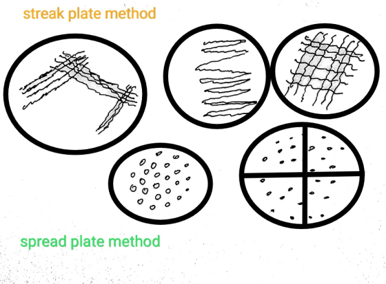 streak plate method 2 OOO Oo spread plate method