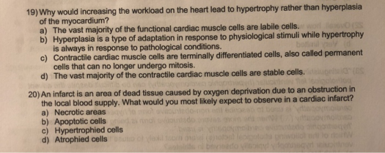19) Why would increasing the workload on the heart lead to hypertrophy rather than hyperplasia of the myocardium? a) The vast