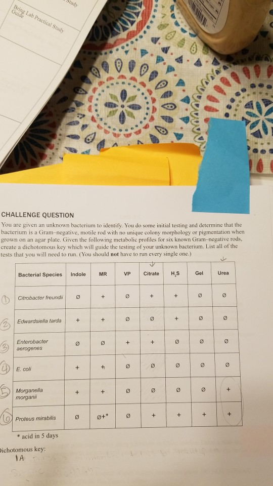 Study Bring Lab Practical Study NNNN CHALLENGE QUESTION You are given an unknown bacterium to identify. You do some initial t