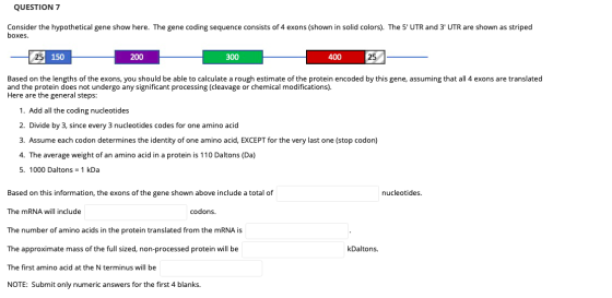 QUESTION 7 Consider the hypothetical gene show here. The gene coding sequence consists of 4 exons (shown in solid colors). Th