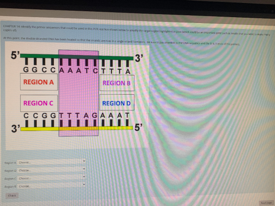 CHAPTER 14: Identify the primer sequences that could be used in this PCR reaction shown below to amplify the target region hi