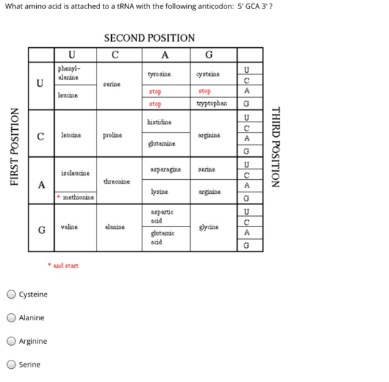 What amino acid is attached to a tRNA with the following anticodon: 5 GCA 3? SECOND POSITION с A U phenyl- alanine tyrosine