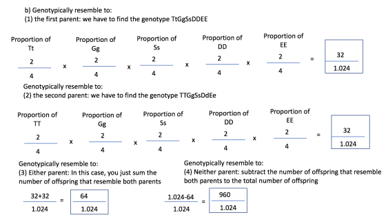 b) Genotypically resemble to: (1) the first parent: we have to find the genotype TtGgSsDDEE Proportion of Proportion of DD Pr