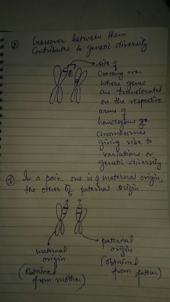 Crossover Contributes between them to genetic diversity s site of Crossing over where genes are translocated on the respectiv