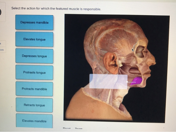 Select the action for which the featured muscle is responsible. Depresses mandible Elevates tongue k ces Depresses tongue Pro