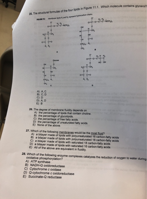 molecule contains glycerol? 25. The structural formulas of the four lipids in Figure 11.1. Which GURE TL Membrane lpids R,and