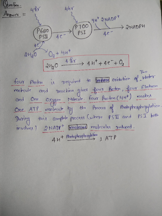 Question Antwer - uhr 4hr 3 44* Q NADPT → 2NADPH (Prool PSI 4e- 46- 240 0 + 40+ 240 4hr 447 +46 +0 Two four Photon is require