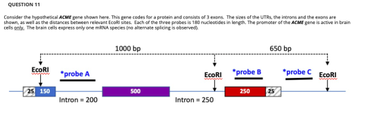 QUESTION 11 Consider the hypothetical ACME gene shown here. This gene codes for a protein and consists of 3 exons. The sizes