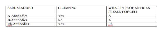 SERUM ADDED CLUMPING WHAT TYPE OF ANTIGEN PRESENT OF CELL A-Antibodies B-Antibodies Rh-Antibodies Yes No Yes