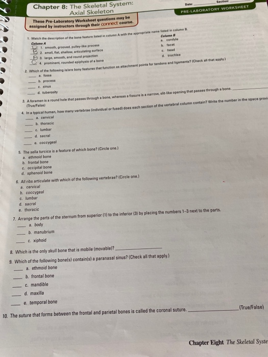 PRE-LABORATORY WORKSHEET Chapter 8: The Skeletal System: Axial Skeleton These Pre-Laboratory Worksheet questions may be assig