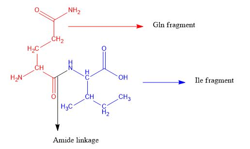 O NH2 Gln fragment CH2 H.C HN 10— Ile fragment 5 - CH₂ | H₃C Amide linkage
