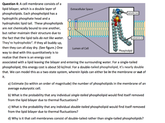 Question 4: A cell membrane consists of a lipid bilayer, which is a double layer of Extracellular Space phospholipids. Each phospholipid has a hydrophilic head hydrophilic phosphate head and a hydrophobic lipid tail. These phospholipids are not chemically bound to one another but rather maintain their structure due to the fact that the lipid tails do not like water. hydrophobic tail Theyre hydrophobic2. If they all buddy up, then they can all stay dry. (See figure.) One Lumen of Cell Phospholipid way to deal with this quantitatively is to realize that there is an energy cost associated with a lipid leaving the bilayer and entering the surrounding water. For a single-tailed phospholipid, this energy cost is about 50 /mol. For a double-tailed phospholipid, its nearly double that. We can model this as a two-state system, wherein lipids can either be in the membrane or out of a) Estimate (to within an order of magnitude) the number of phospholipids in the membrane of an average eukaryotic cell. b) What is the probability that any individual single-tailed phospholipid would find itself removed from the lipid bilayer due to thermal fluctuations? c) What is the probability that any individual double-tailed phospholipid would find itself removed from the lipid bilayer due to thermal fluctuations? d) Why is it that cell membranes consist of double-tailed rather than single-tailed phospholipids?