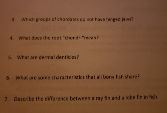 3. Which groups of chordates do not have hinged jaws? 4. What does the root chondr-mean? 5. What are dermal denticles? 6. W