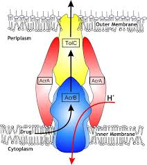 Outer Membran Periplasm TolC AcrB nner Membranc Cytoplasnm
