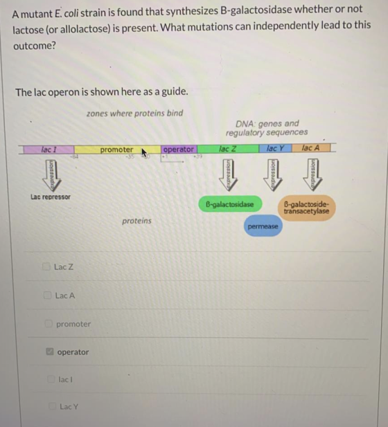 A mutant E. coli strain is found that synthesizes B-galactosidase whether or not lactose (or allolactose) is present. What mu