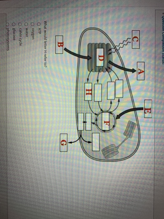 Question completion Status: A С G B What would letter H refer to? ATP oxygen water calvin cycle O glucose O photosystems