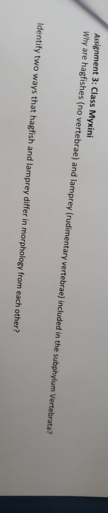 Assignment 3: Class Myxini Why are hagfishes (no vertebrae) and lamprey (rudimentary vertebrae) included in the subphylum Ver