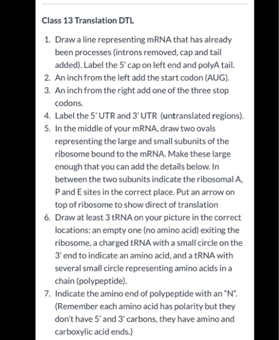 Class 13 Translation DTL 1. Draw a line representing mRNA that has already been processes (introns removed, cap and tail adde