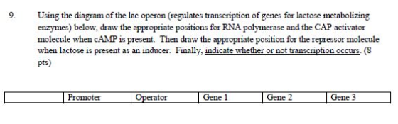 9. Using the diagram of the lac operon (regulates transcription of genes for lactose metabolizing enzymes) below, draw the ap