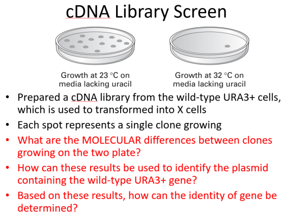 CDNA Library Screen Growth at 23 °C on Growth at 32 °C on media lacking uracil media lacking uracil • Prepared a cDNA library