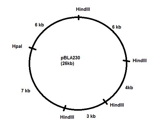 Hindi 6 kb 6 kb Hpal pBLA230 (26kb) Hindill 4kb 7 kb HindIII Hindill 3 kb