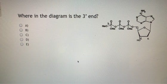 Where in the diagram is the 3 end? NaORO NO OA) OB) ОС) OD) OE) Id. e.