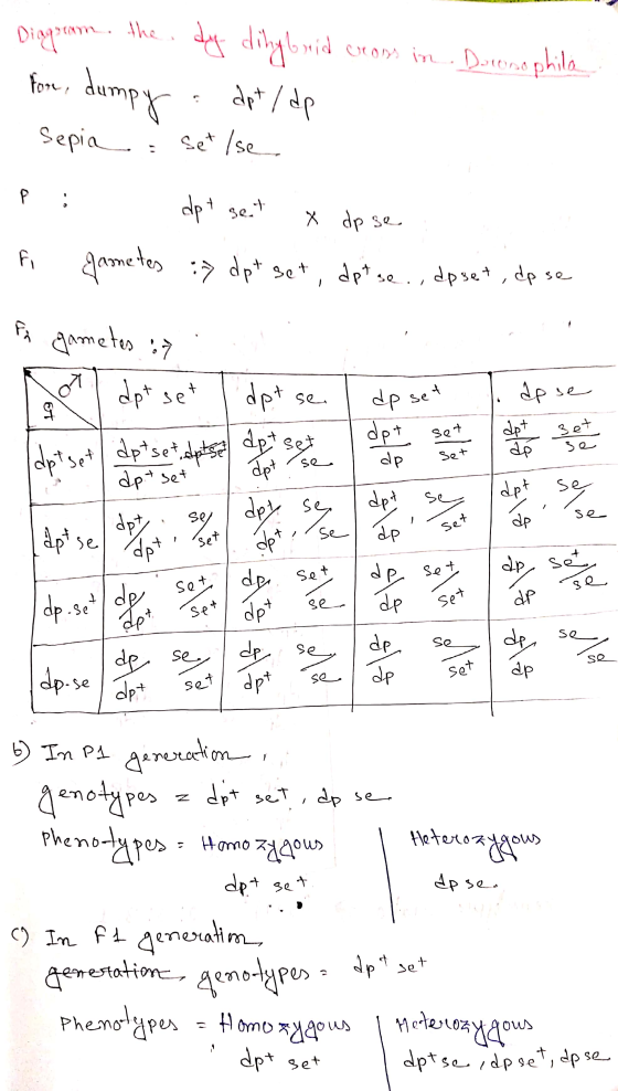 Diagram. the dy dingbrid crom in. Doonophila fon, dumpy . dpt/dp - Sepia : set /se pi dpt set x dp se fi gametes :> dpt set,