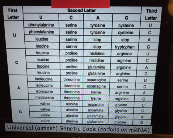First Second Letter Third Letter UC AG Letter phenylalanine serine tyrosine cysteine phenylalanine serine tyrosine cysteine C