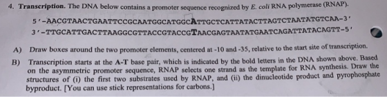 4. Transcription. The DNA below contains a promoter sequence recognized by E. coli RNA polymerase (KNAP): 5-AACGTAACTGAATTCC