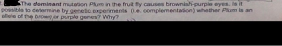 The dominant mutotion Plum in the fruit fly causes brownish-purple eyes. Is it possible to determine by genelic experiments (