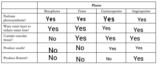 Plants Bryophytes Ferns Angiosperms Gymnosperms Yes Yes Yes Yes Perform photosynthesis? Waxy outer layer to reduce water loss