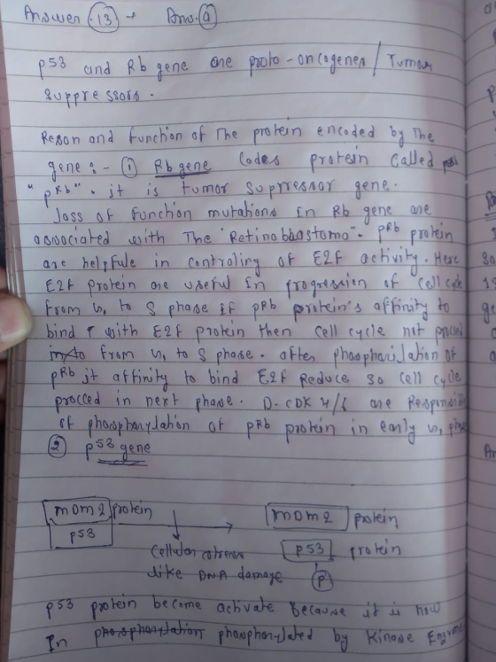 Anawen (13) + Ans.(a ps3 and Rb gene one pooto-oncogenen / Tumore suppressoro. Reson and function of the protein encoded by t