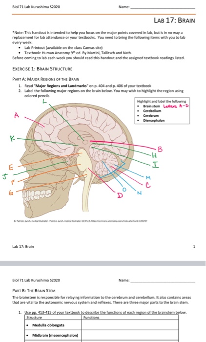 Biol 71 Lab Kurushima S2020 LAB 17: BRAIN Note: This handout is intended to help you focus on the major points covered in a b
