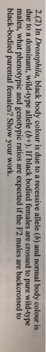 2.(2) In Drosophila, black body colour is due to a recessive allele (b) and normal body colour is due to a dominant, wild-type allele (b+). If black bodied females are crossed to pure wild-type males, what phenotypic and genotypic ratios are expected if the F2 males are backcrossed to black-bodied parental females? Show your work.