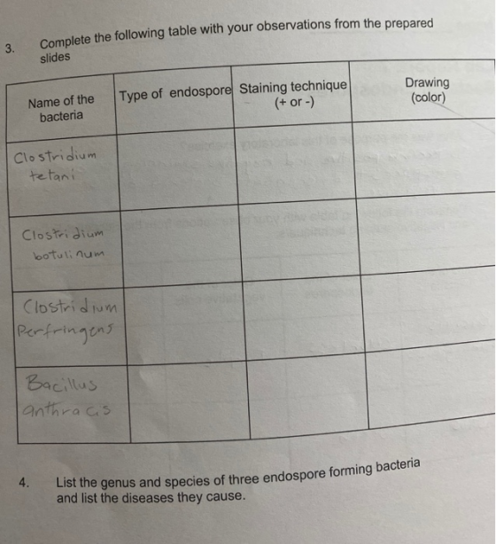 Complete the following table with your observations from the prepared 3. slides Drawing (color) Type of endospore Staining te