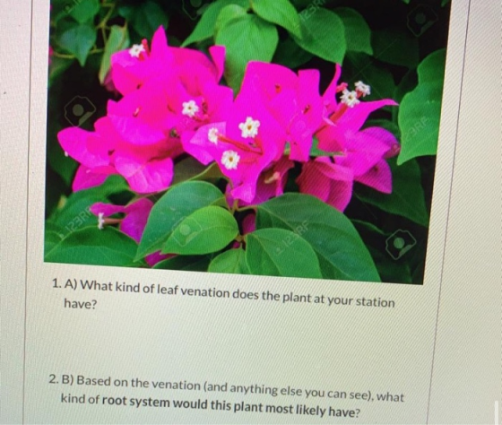 1. A) What kind of leaf venation does the plant at your station have? 2.B) Based on the venation (and anything else you can s