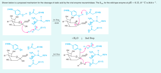 Shown below is a proposed mechanism for the cleavage of sialic acid by the viral enzyme neuraminidase. The kcat for the wild-