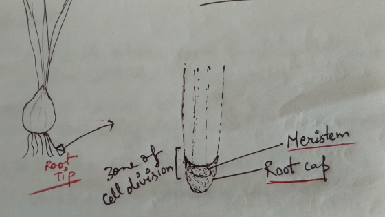 ES -Meristem Zone of Cell division