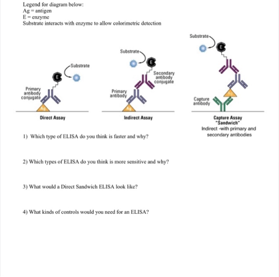 Legend for diagram below: Ag = antigen E = enzyme Substrate interacts with enzyme to allow colorimetric detection Substrate S