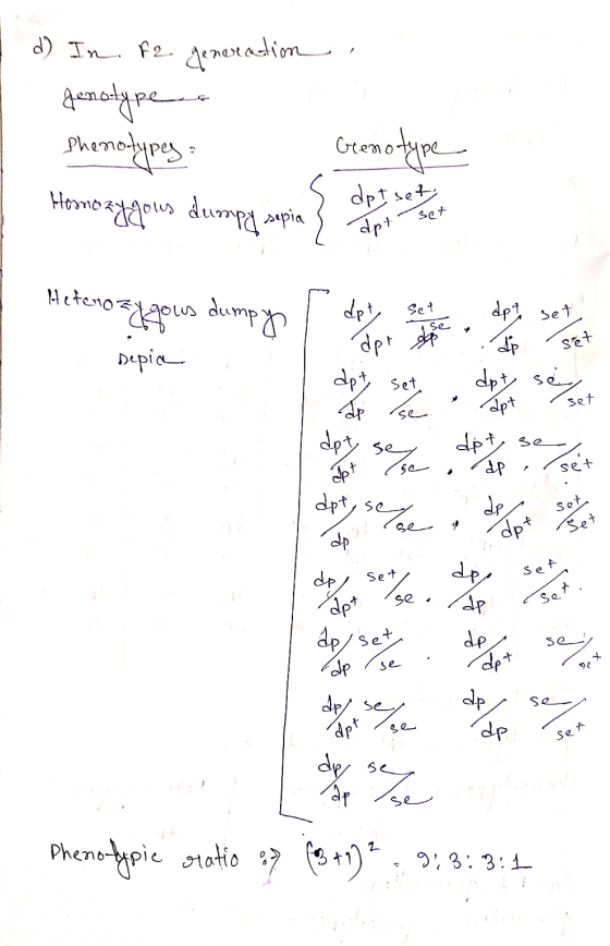 d) In fe generation genotype Phето чрез . . Geenotype set Homozygous dumpy sepia, apt dot - set Heterozyous dumpyl dette vers
