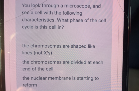 You look through a microscope, and see a cell with the following characteristics. What phase of the cell cycle is this cell i