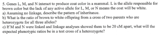 Image for 5. Genes L, M, and N interact to produce coat color in a mammal. L is the allele responsible for brown color b