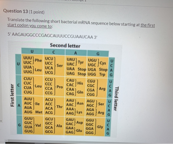 Question 13(1 point) Translate the following short bacterial mRNA sequence below starting at the first start codon you come t
