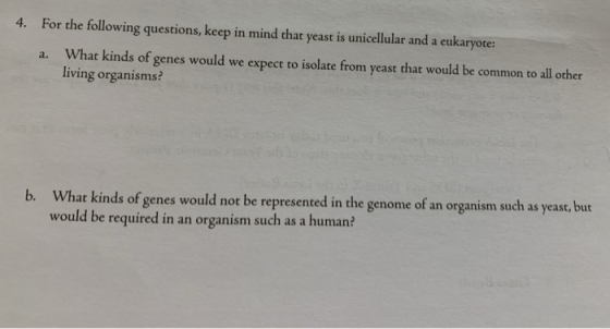 4. For the following questions, keep in mind that yeast is unicellular and a eukaryote: a. What kinds of genes would we expec