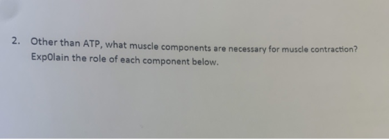 2. Other than ATP, what muscle components are necessary for muscle contraction ExpOlain the role of each component below.