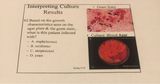 Interpreting Culture Gram Stain Results 62.Based on the growth characteristics seen on the agar plate & the gram stain, what