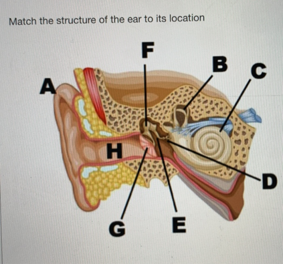 Match the structure of the ear to its location 6 E