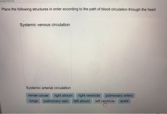 Place the following structures in order according to the path of blood circulation through the heart. Systemic venous circula